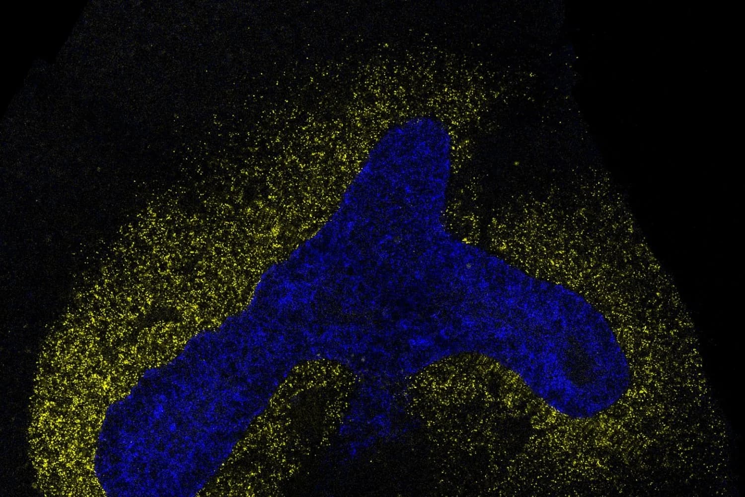 IRIS, la red neuronal del MIT que reconstruye cómo se hablan las células