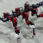 Un robot de seis patas aprende a caminar de un insecto palo