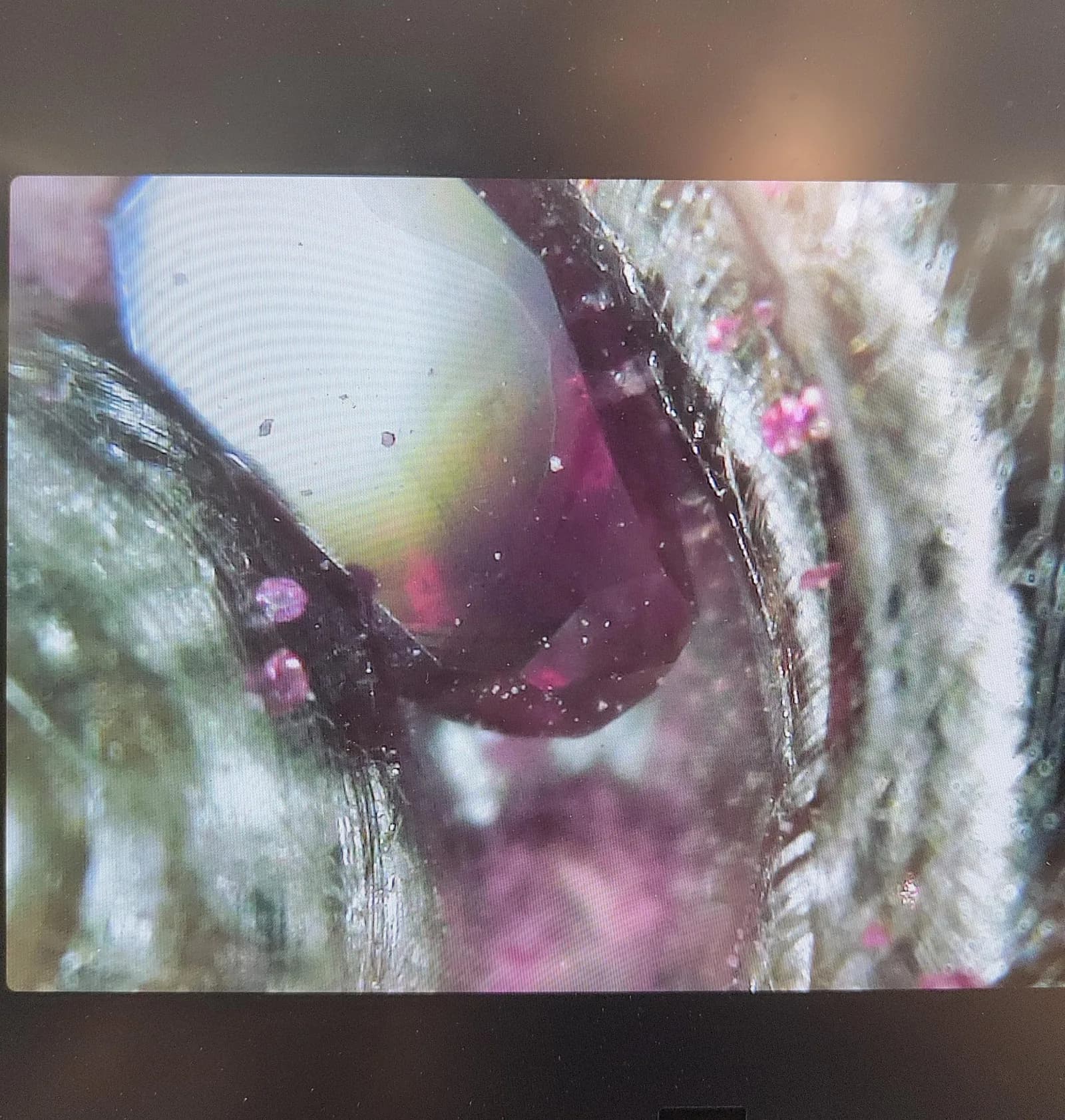 Rubíes que crecen dentro de platino impreso en 3D