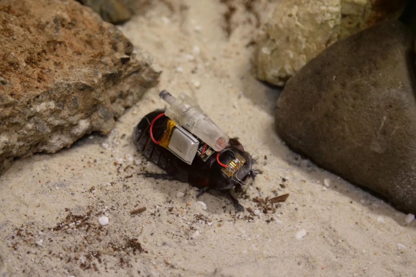 Los insectos, relativamente pequeños, pueden colarse por espacios donde no entran robots más grandes ni personas